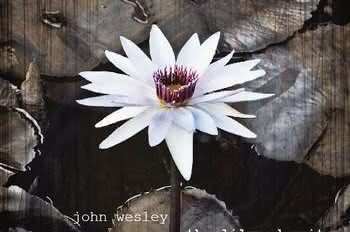 John Wesley - solowy album