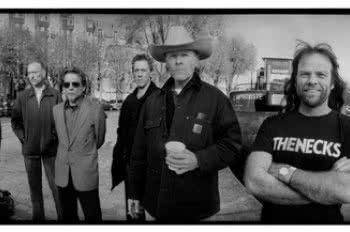 Swans